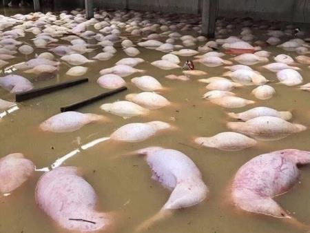 Người Việt, hãy thức tỉnh…