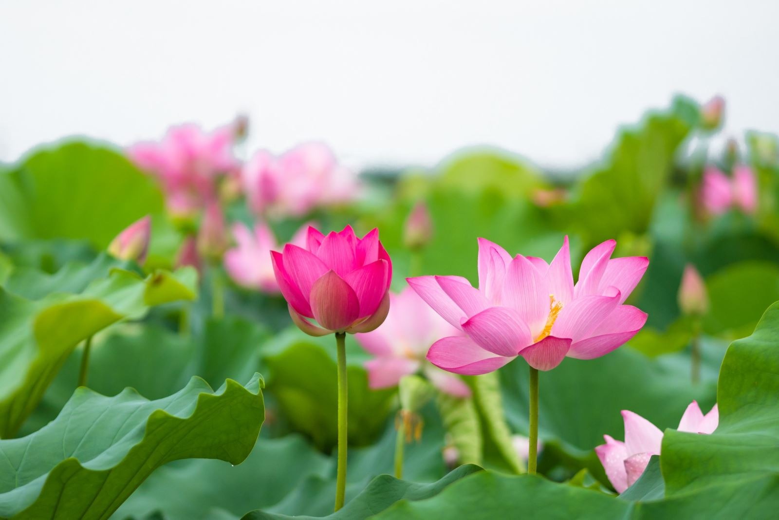 Kính Thiên nhi tri mệnh