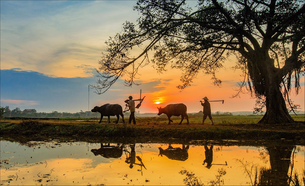 Phú Quốc vong bản