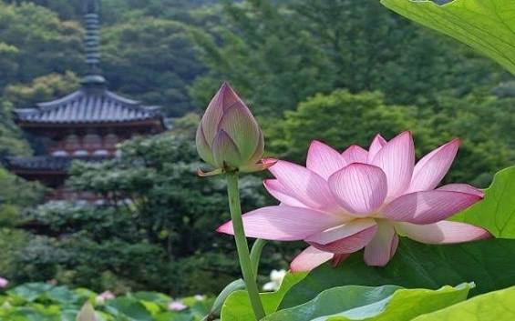 Giá một quả trứng, giá một con người